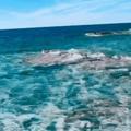 海阔心为界头像