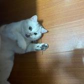 自由铅笔Ftj头像