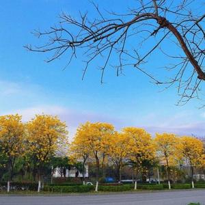 情情头像