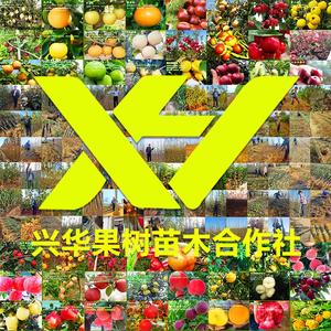 兴华果树苗木合作社头像