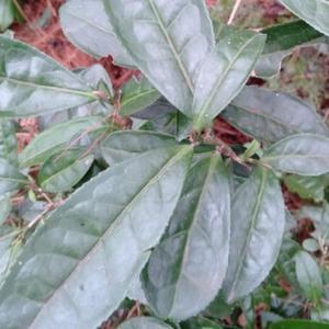 王朝010头像