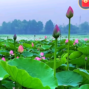 好运哥头像