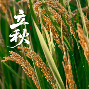 桐禾青青头像