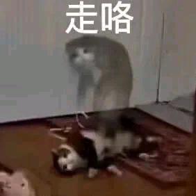 鸽子禁飞区头像