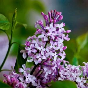 奶油泡芙头像