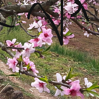 捷途子龙常胜头像