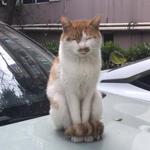 奥陆捷老魏头像