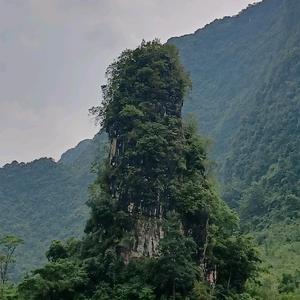 张奇峰A头像
