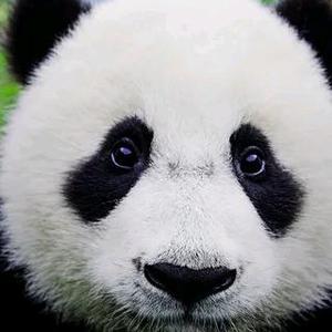熊猫短剧1头像
