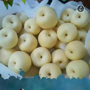善良人无公害有机蜜梨头像