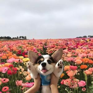 大风往北吹头像