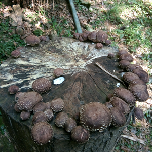 广东龙少头像