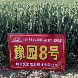 舍得5188头像