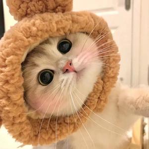 宠物猫咪头像