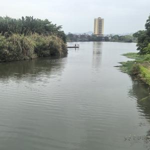 香樟树34215449头像