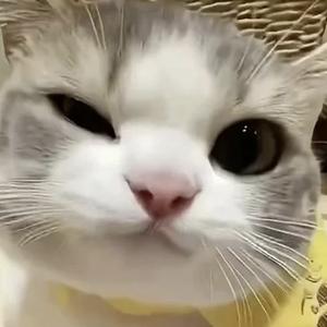饭团小吃货头像