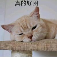 智勇双全蛋糕oHg头像