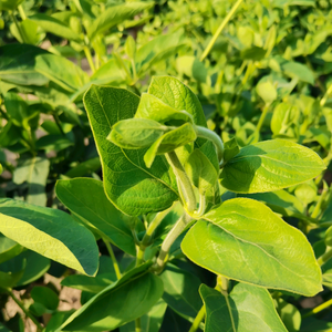 巨鹿金银花头像