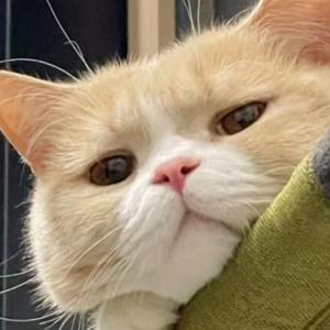 汤姆推文头像