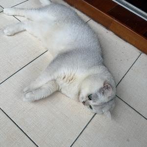 是只掉毛小猫头像
