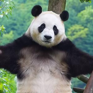 熊猫想象力头像