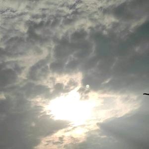 鸿运头像