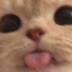 胆小鬼与三只狗头像