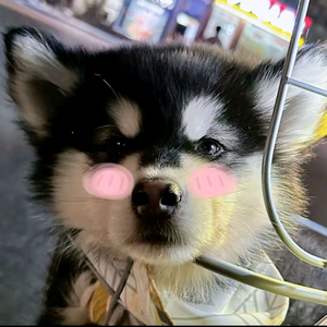 一只猪头像