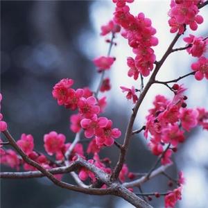 梅花数点头像