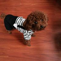 彩虹似鹊桥头像