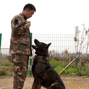 唐河狼将训犬头像