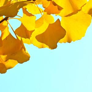 活泼西柚A8头像