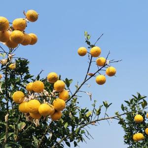 尖尖角头像