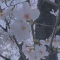 季节头像