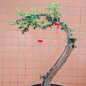 安逸的空中花园头像