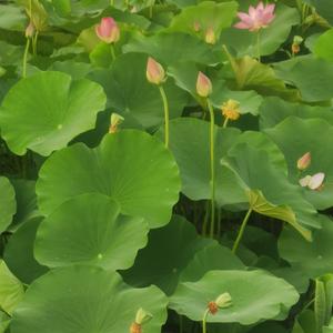 煦合堂头像