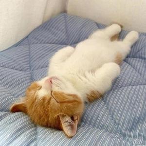 闲猫不翻身头像