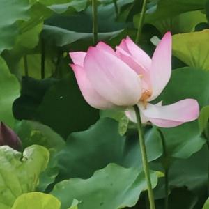 葡萄老师头像