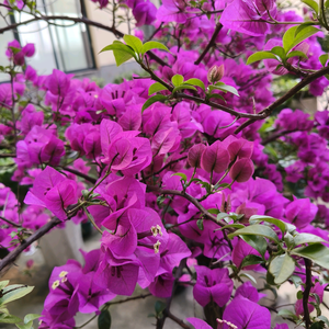 美好（首播）头像