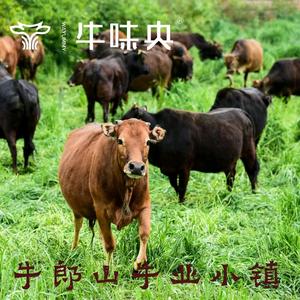 牛味央武汉头像