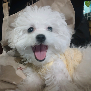 Mc小二君头像