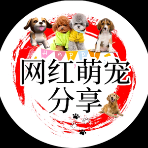 网红萌宠分享头像