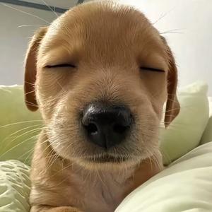 ji头像