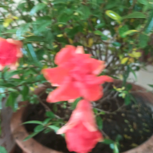 花好月圆，头像