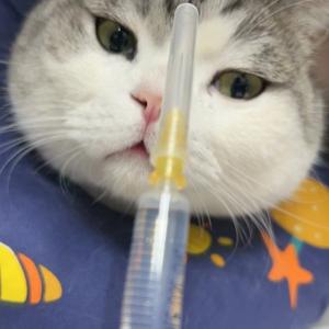 小透明偷月头像