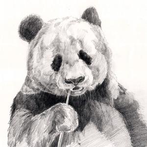 熊猫电影xm头像