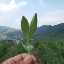 清风茶业头像