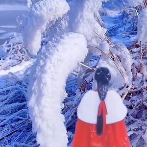 美朵头像