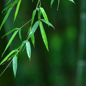 豫宛二鹏头像