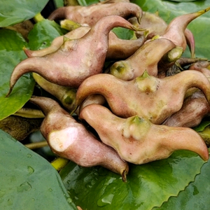 伟鲜生清水菱角头像
